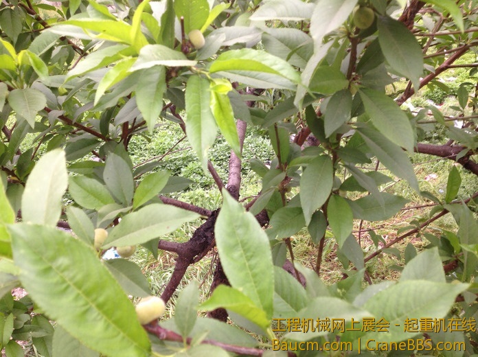 nEO_IMG_毛毛 130.jpg