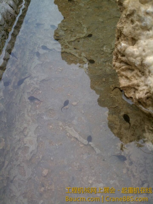 nEO_IMG_毛毛 131.jpg