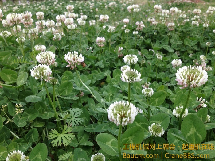 nEO_IMG_毛毛 171.jpg