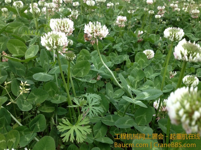 nEO_IMG_毛毛 172.jpg