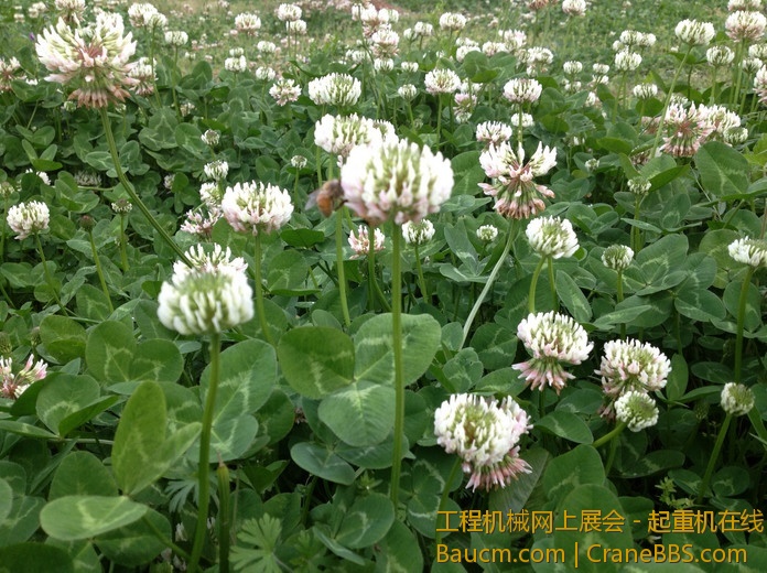 nEO_IMG_毛毛 173.jpg