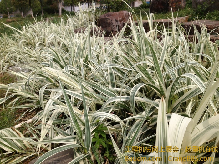 nEO_IMG_毛毛 176.jpg