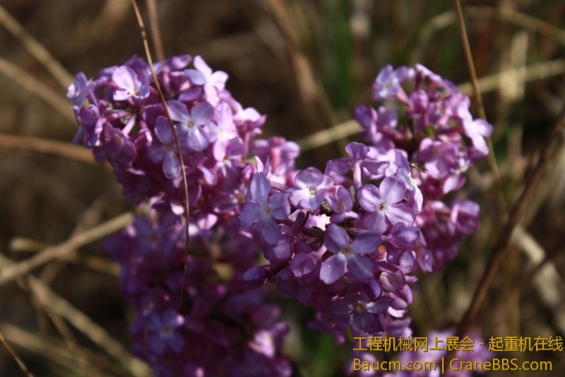 调整大小 IMG_0003.JPG