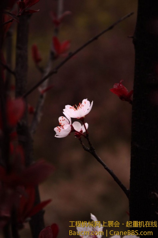 调整大小 IMG_9700.JPG