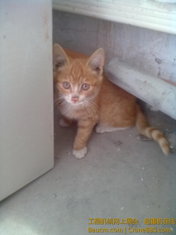 201306102054.jpg