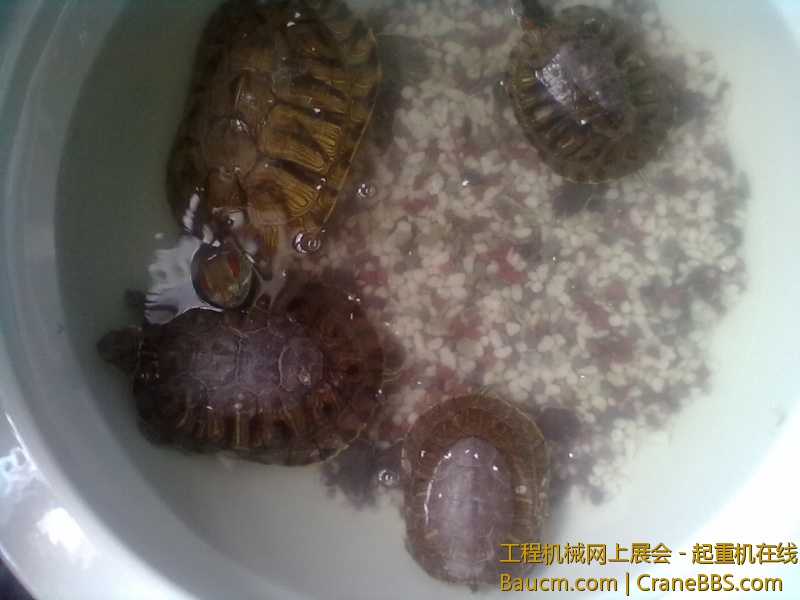 201306102062.jpg