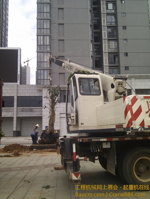 出14大背··1.4吨的秋风树