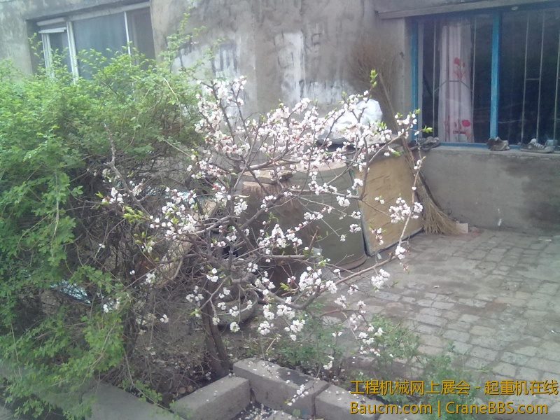 杏花好看么