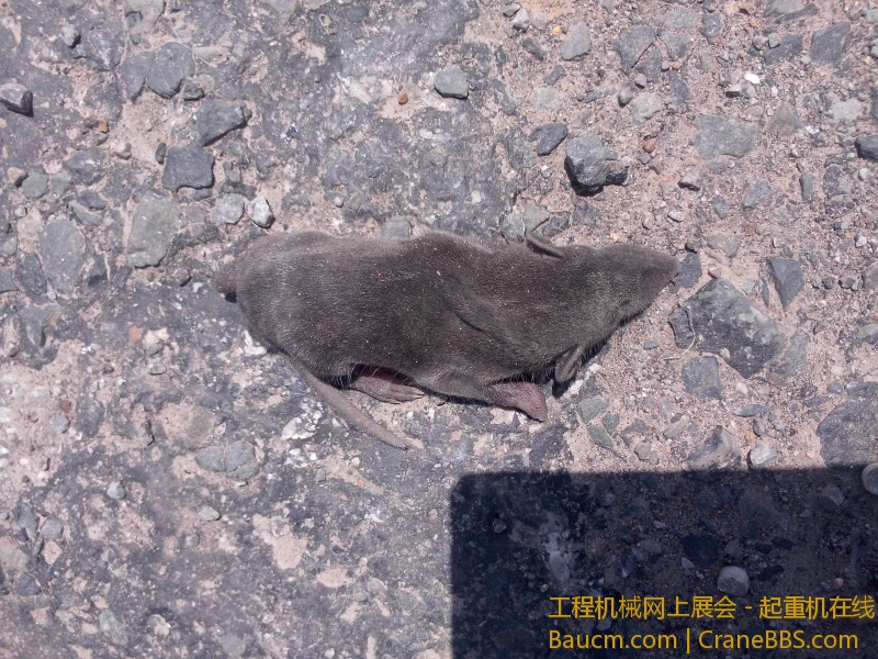 IMG20130512021.jpg