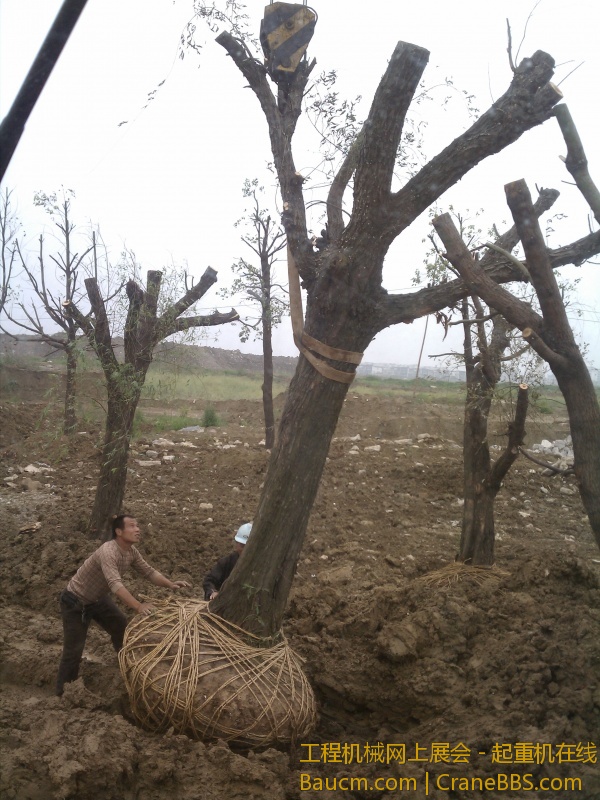 这树能活几棵？？