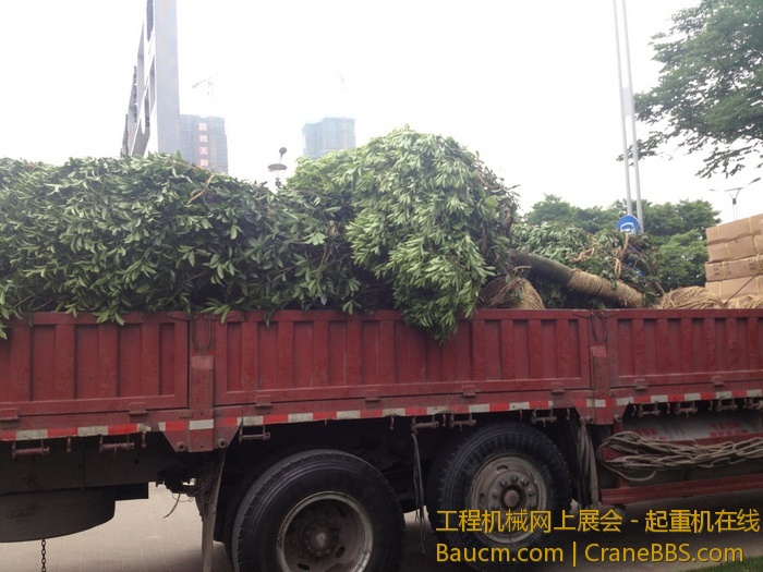 nEO_IMG_毛毛 014.jpg