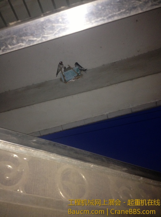 nEO_IMG_毛毛 195.jpg