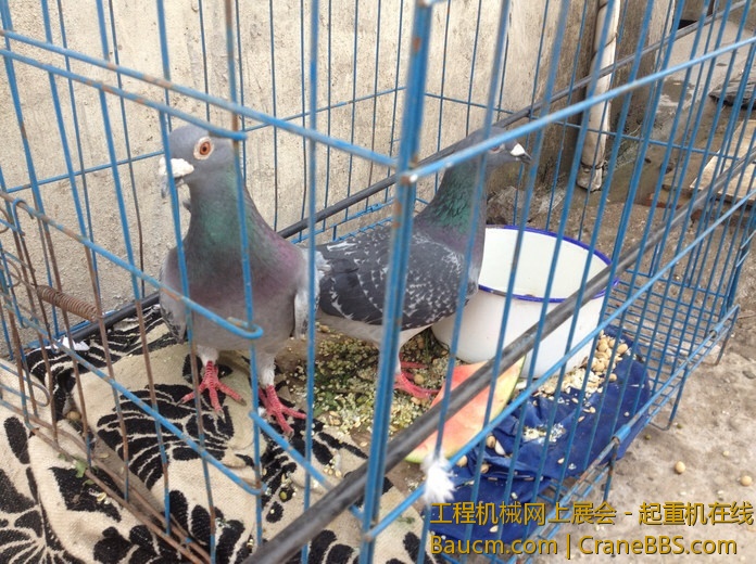 nEO_IMG_毛毛 325.jpg