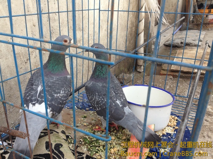 nEO_IMG_毛毛 326.jpg