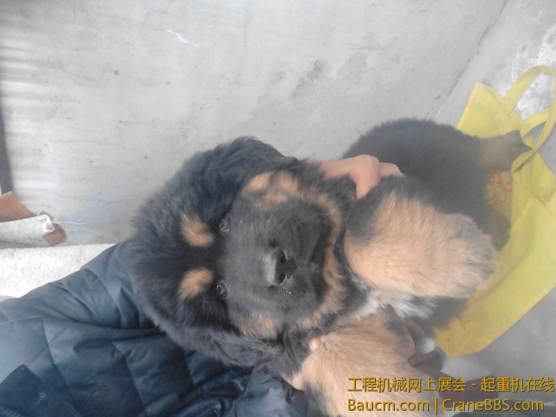  爱犬