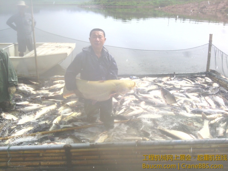 52斤大鲢鱼,中午就炖了.  还有一条30多斤的,没拍照.