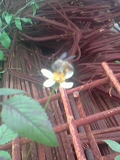 IMG0184A.jpg