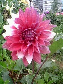 IMG0023A.jpg