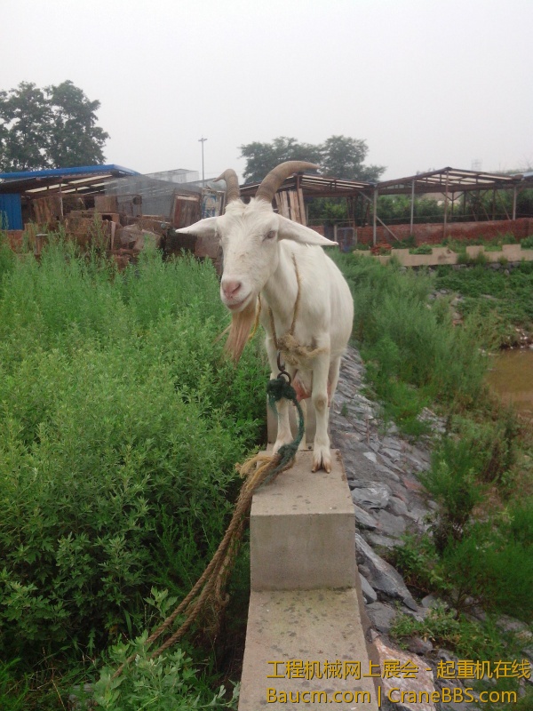 IMG20130803002.jpg