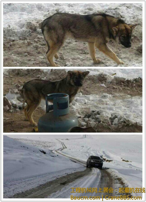 在救援大队撤场时，为感谢“可爱的狼狼”，我们把所带的肉食留下一些。没想到，惊人的.jpg