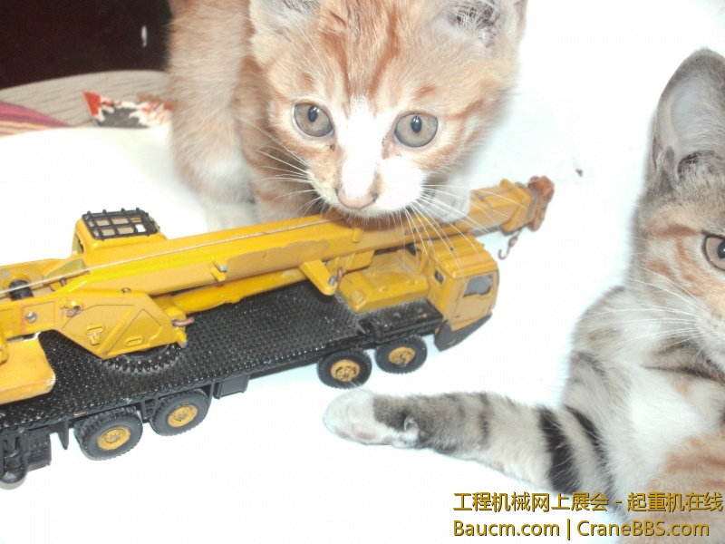 回停车场鸟…………猫咪萌吧…………