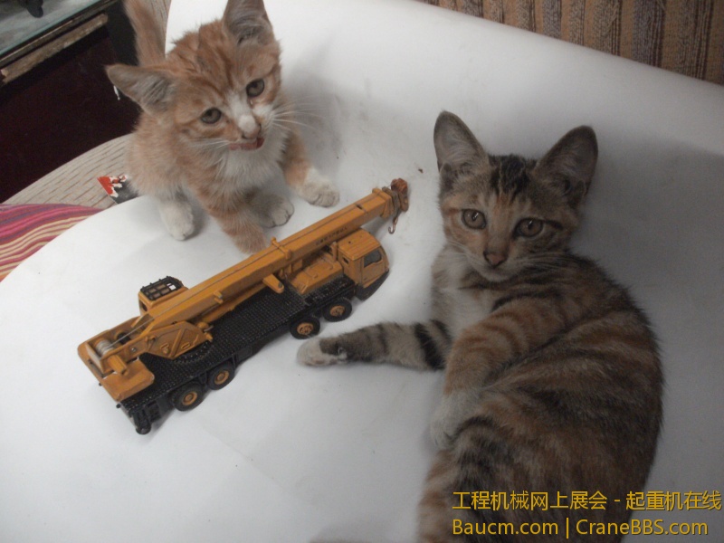 大家记住哦，右边的那只黑的名字叫猫大，左边的那只黄白的叫做猫二……华尔街当光头强吧……