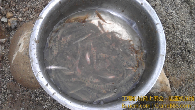 没事逮鱼改善哈生活