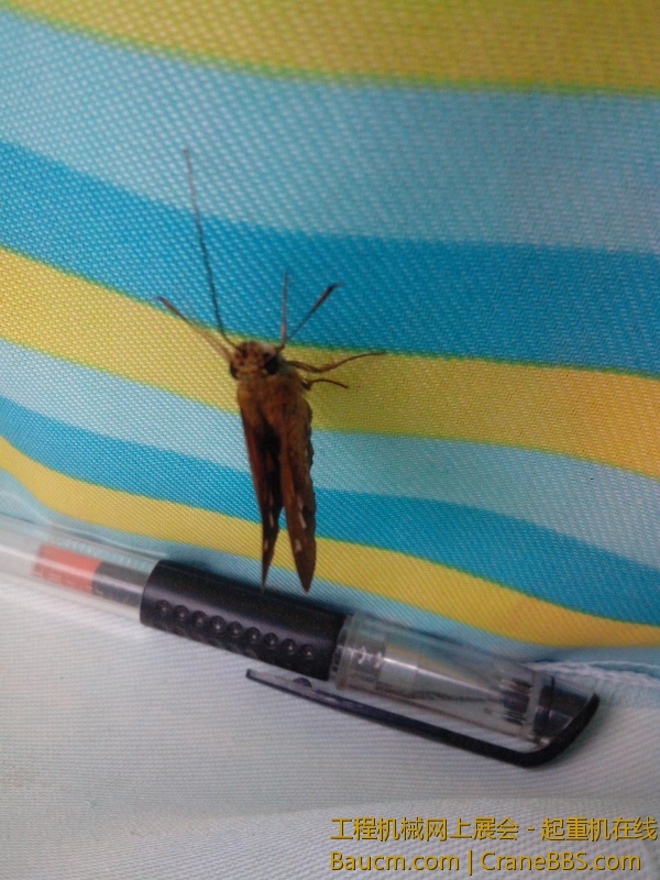 干活的时候飞进来一个蝴蝶把我的笔袋当成花了