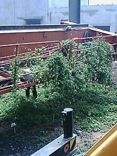 IMG1473A.jpg