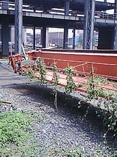 IMG1472A.jpg