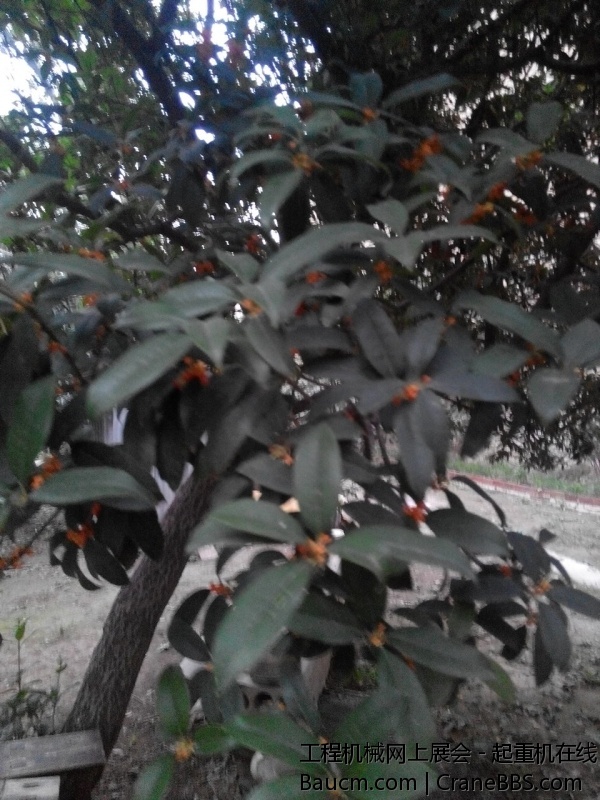 我家的桂花树开花了