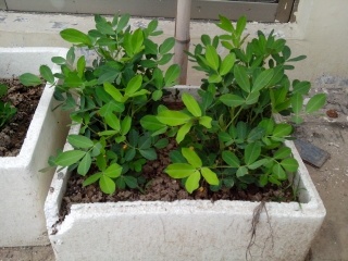 我在屋顶种的菜  娱乐