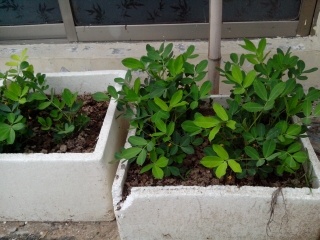 我在屋顶种的菜  娱乐