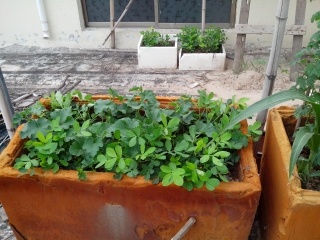 我在屋顶种的菜  娱乐