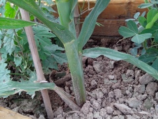 我在屋顶种的菜  娱乐