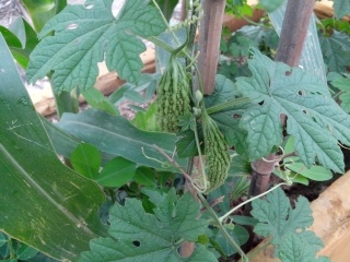 我在屋顶种的菜  娱乐