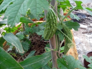 我在屋顶种的菜  娱乐