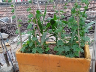 我在屋顶种的菜  娱乐