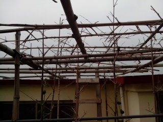 我在屋顶种的菜  娱乐