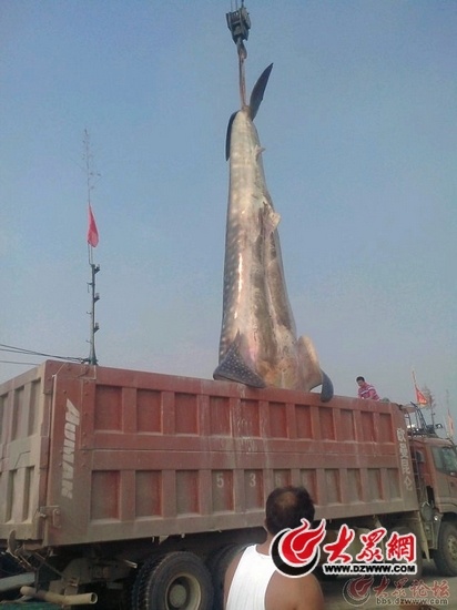 Img386276727.jpg