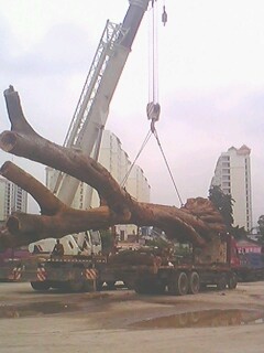 IMG0241A.jpg