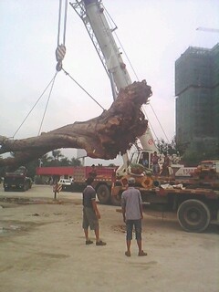 IMG0244A.jpg