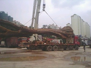 IMG0242A.jpg