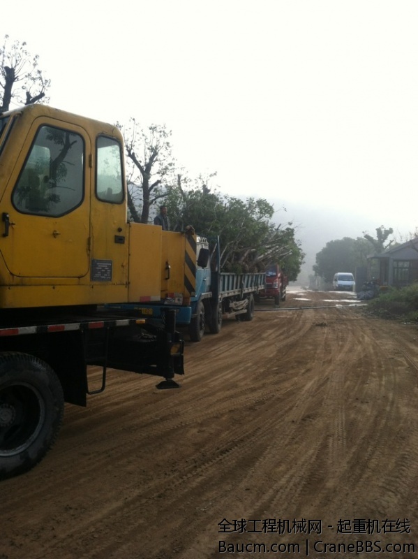 这几天树多的，有点不喜欢了。