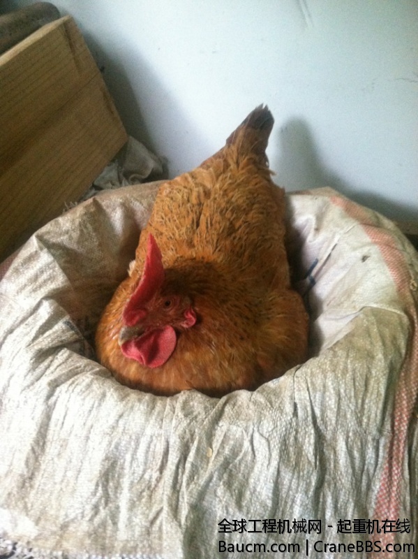 这只老母鸡本来想偷给毛毛的，她在下蛋，不忍心啊。