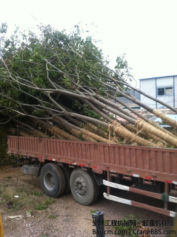 让人纠结的总是树