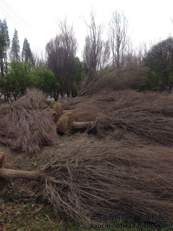 新疆搞过来的树