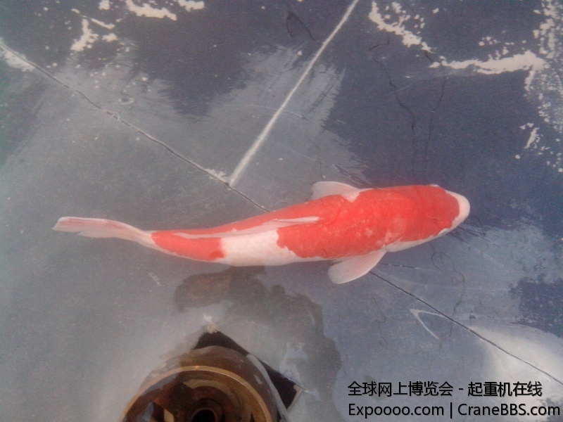 IMG20140714016.jpg