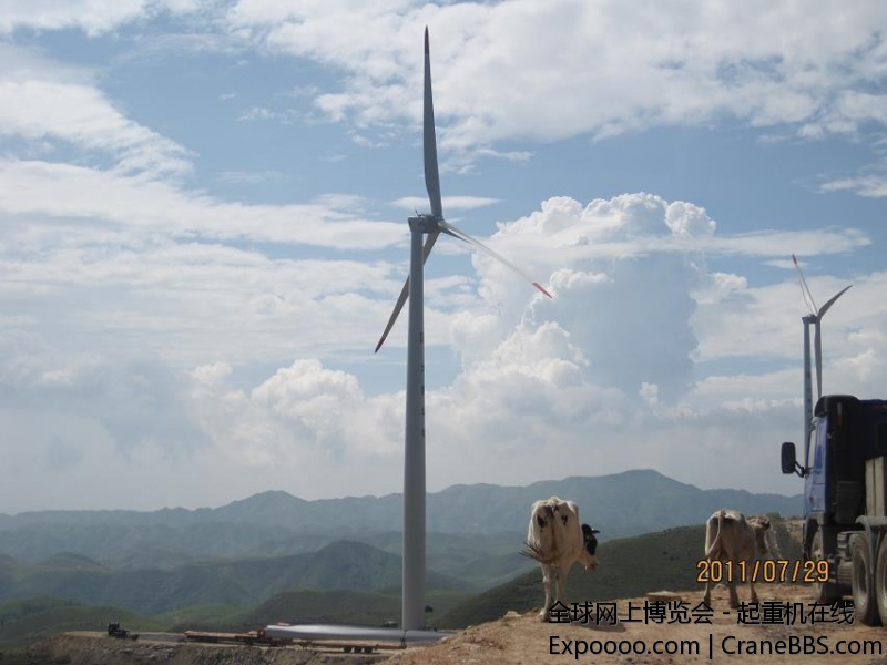 南山牧场，奶牛多多