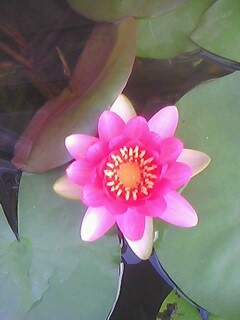 IMG0016A.jpg